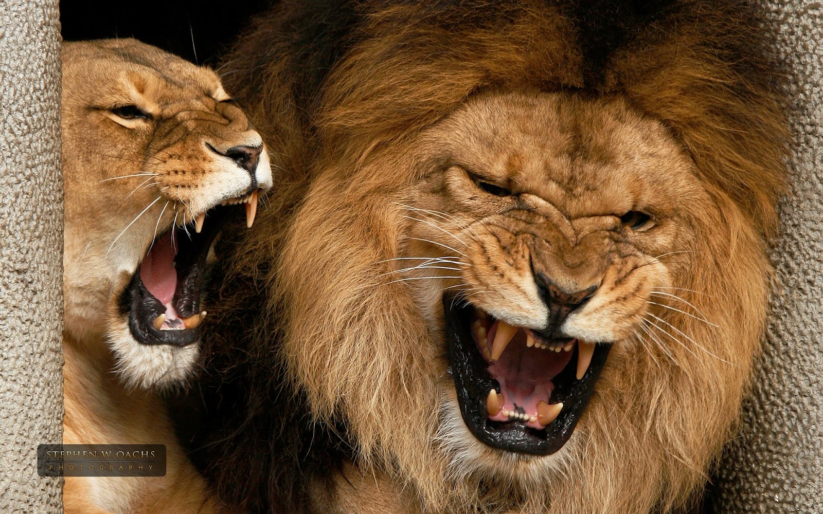 26 Beautiful & Amazing Lion (The King OF Forest) Wallpapers HD