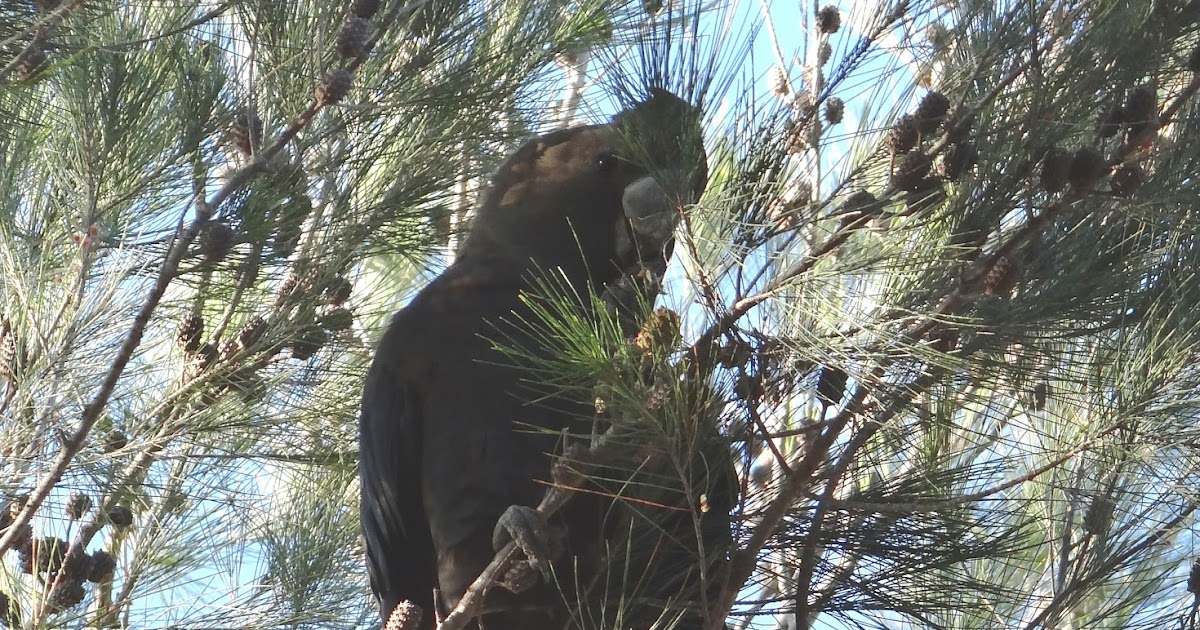 sunshinecoastbirds Sunshine Coast Bird List