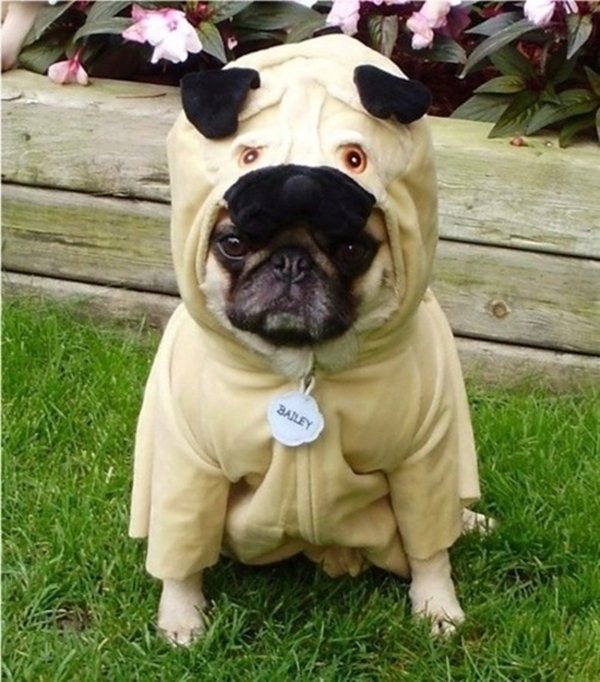 50 Funny pet costumes (50 pics) Amazing Creatures