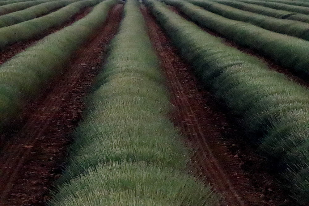 Cdi Du College St Joseph Lannion Blog Du Lycee L Ete En Poesie