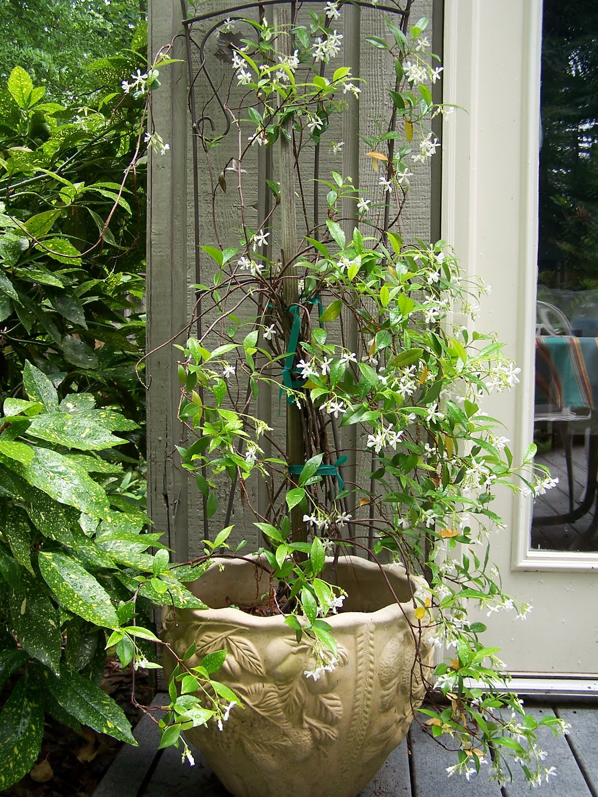 Green Place Confederate Star Jasmine