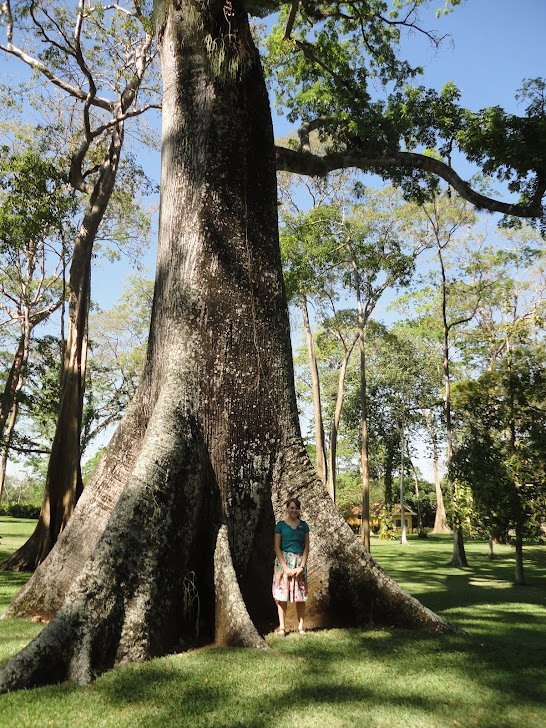 Me Under a Giant Tree