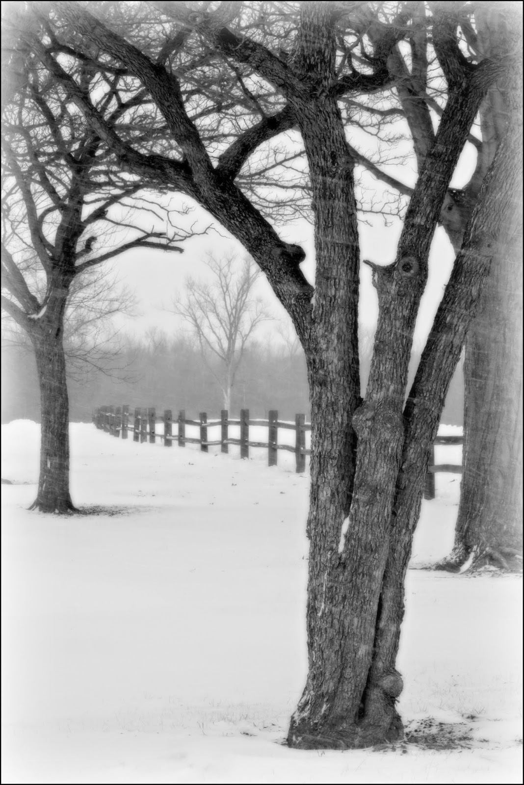 Through Carol's Lens Black and White Challenge on Facebook