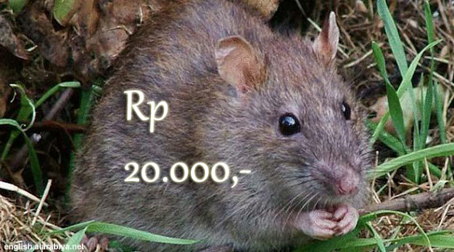 Pemprov DKI Tawarkan Warga Tangkap Tikus dan Akan Dibeli Rp 20.000,-/ekor. Simak Mekanismenya!