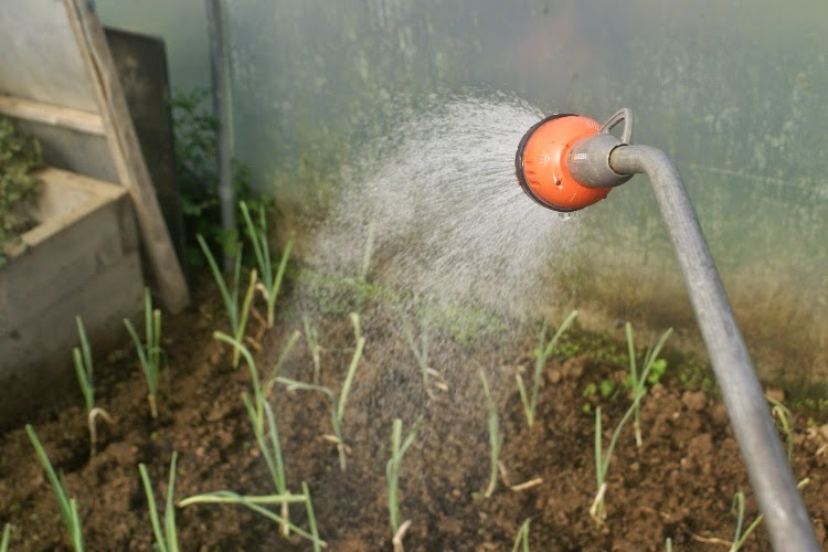 A Green and Rosie Life Weekly Green Tips 7 Garden Watering Tips