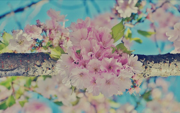 Gambar Bunga  Sakura  Yang Indah Kumpulan Gambar