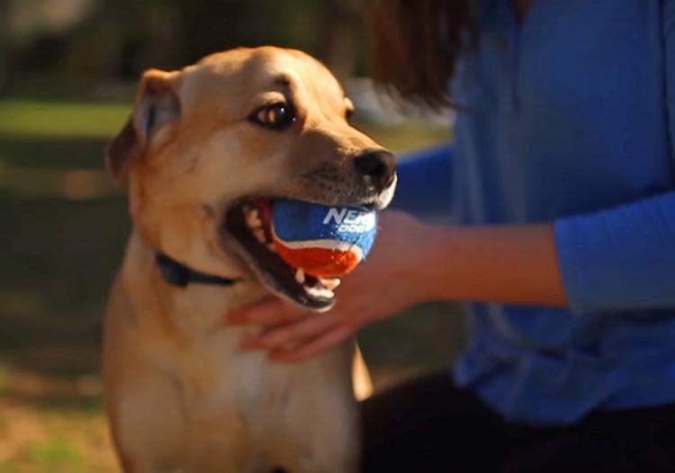 The best game for dogs NERF Dog Ball Launcher The brave dog