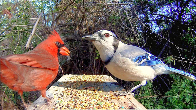 Blue Jays and Cardinals