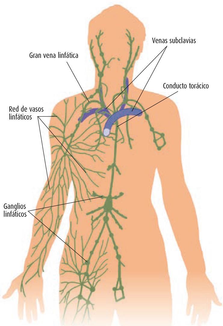 la uretritis antibiótica hincha el ganglio linfático