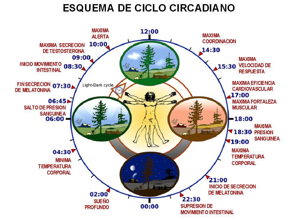 Ciclo testosterona