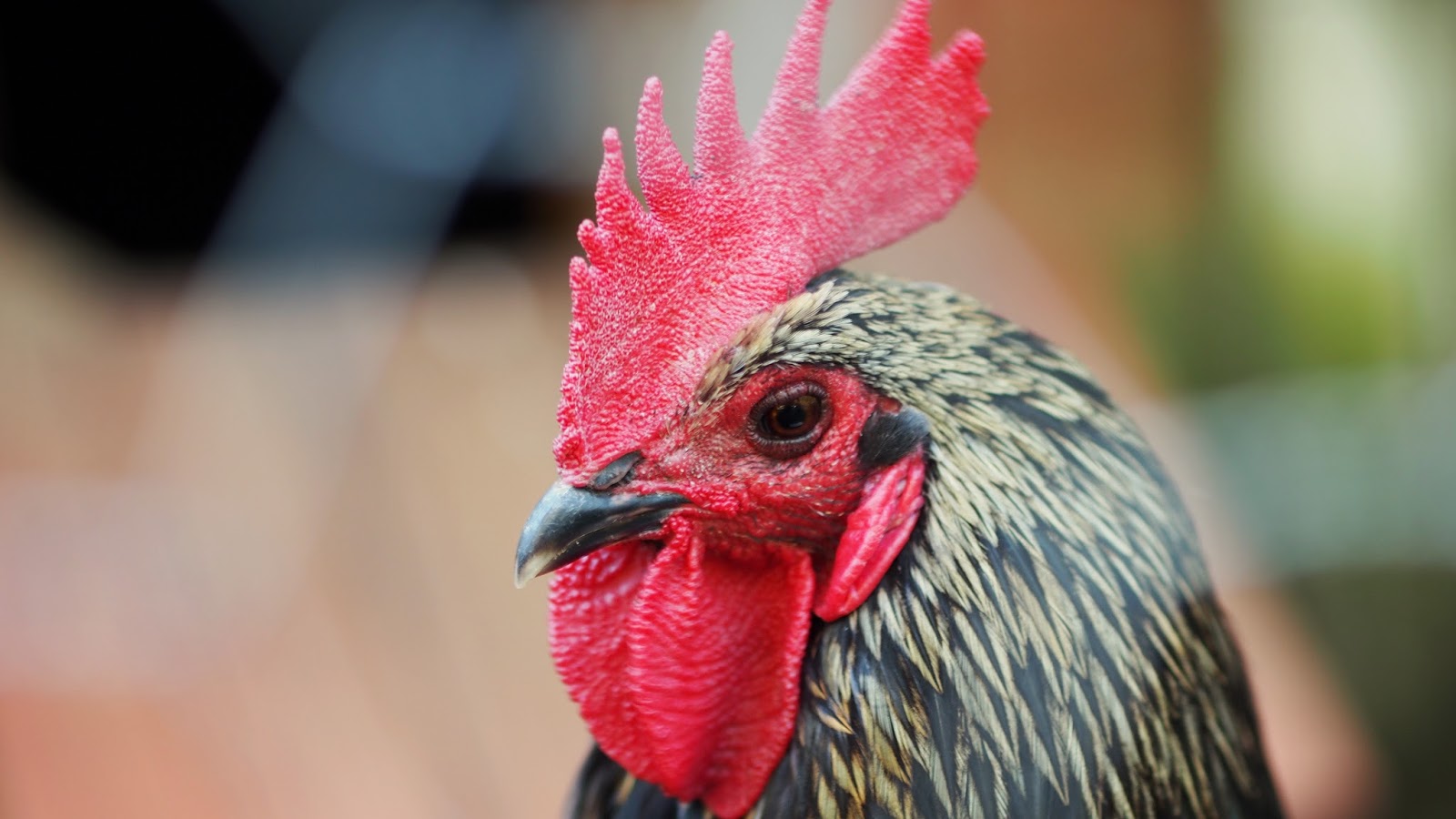 musta UI suku puoli kohtaus