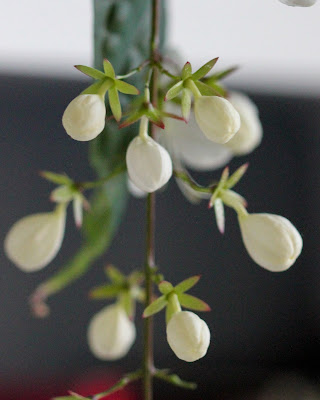 Random Acts Of Gardening