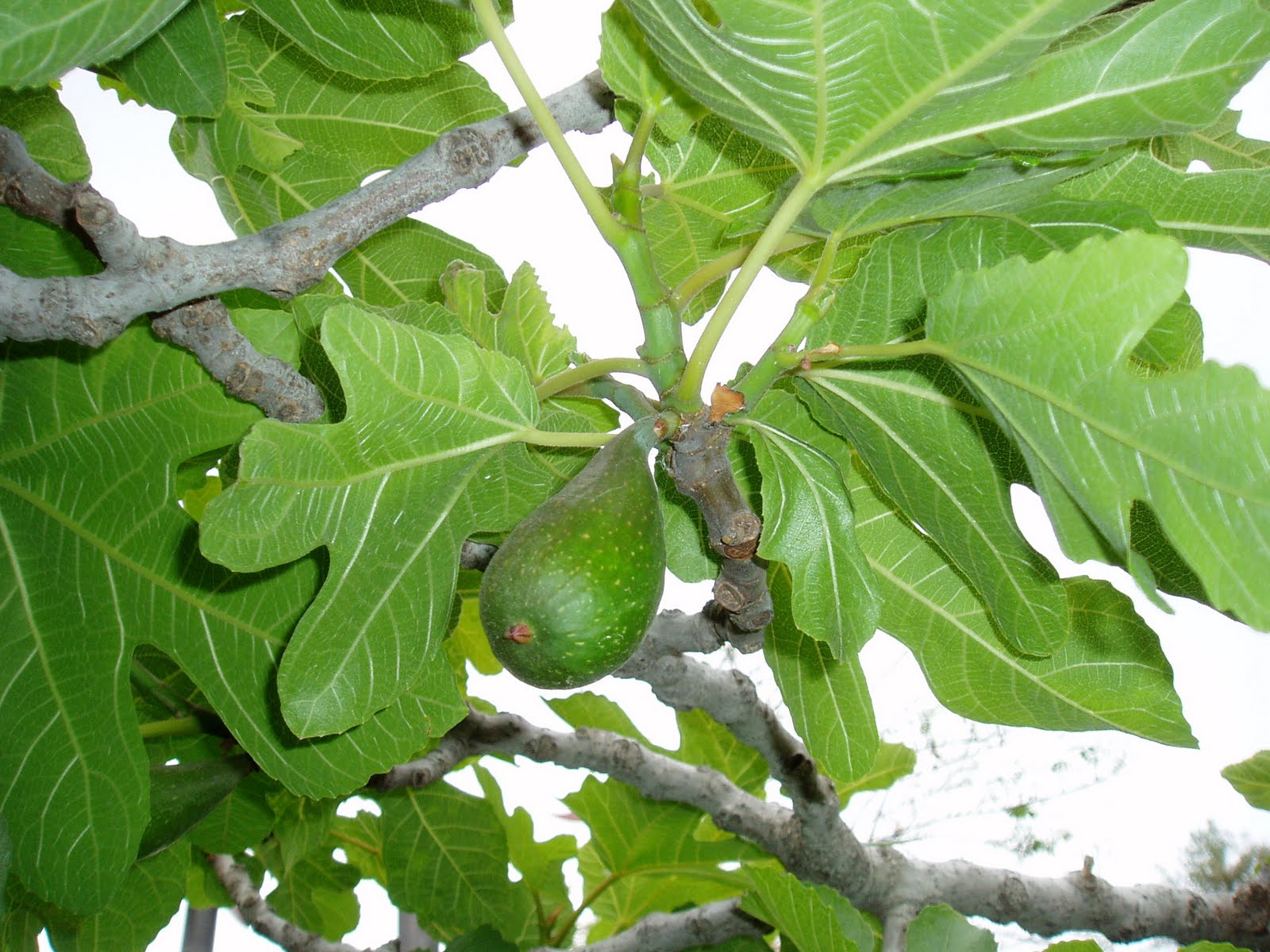 HIGUERA: Ficus carica | Plantas rioMoros