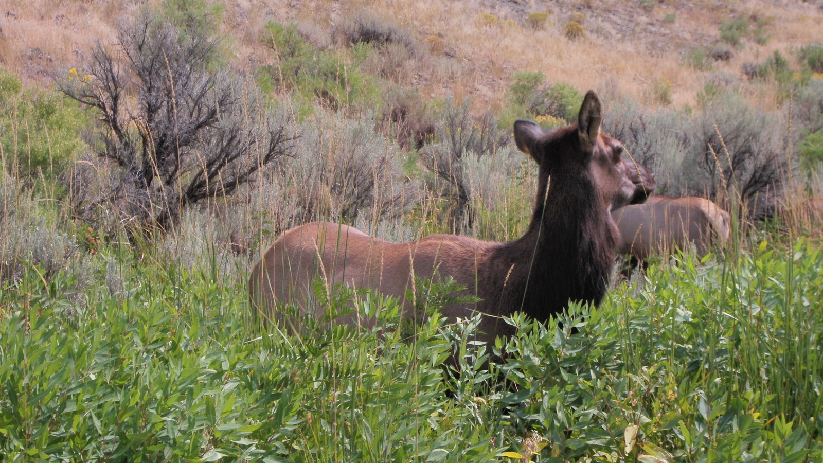 Just JoeP Montana Elk, Sept 7th