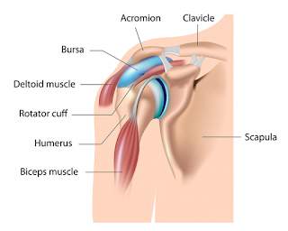 Image of anatomy showing the bursitis