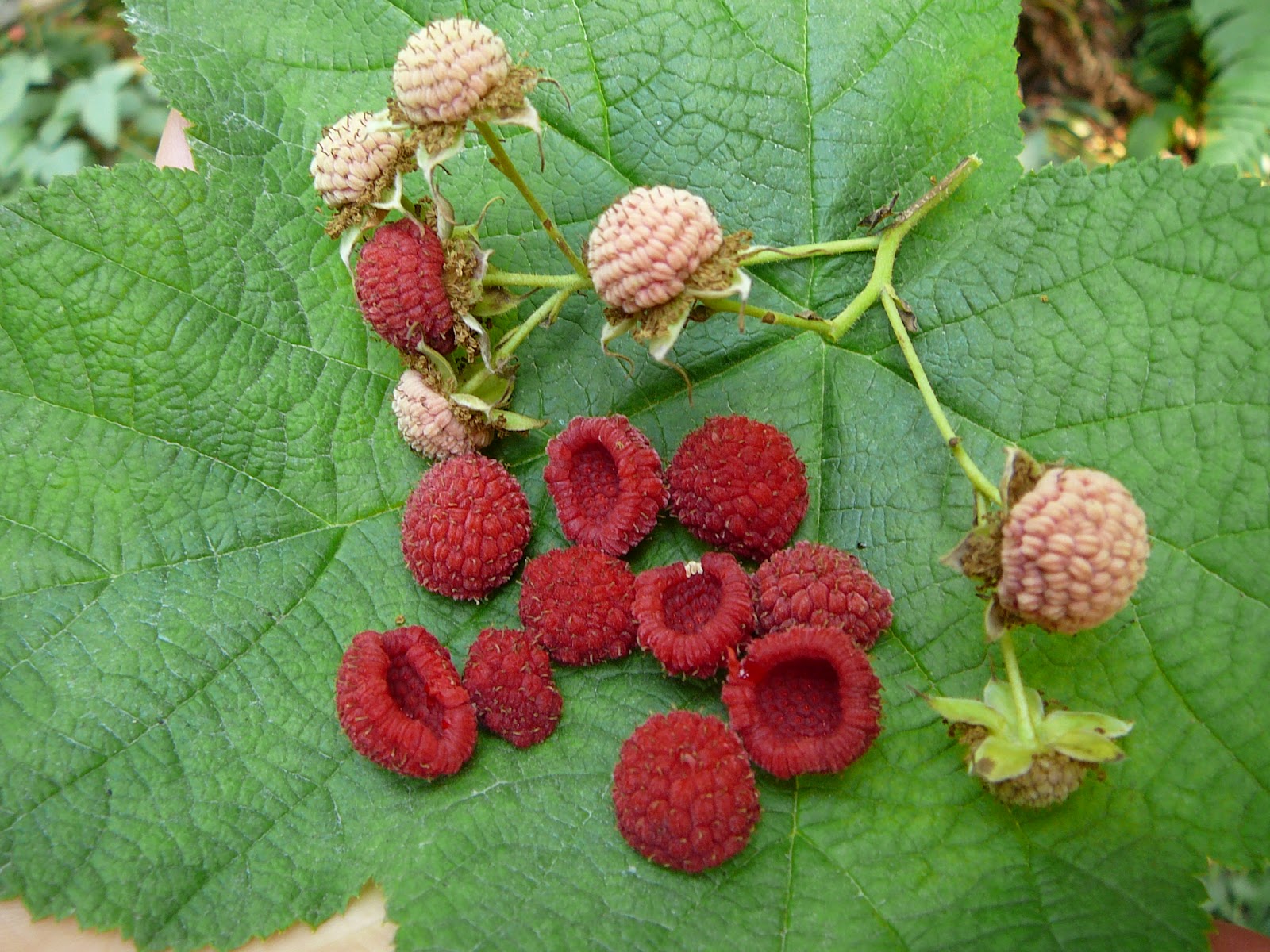 Wild Harvests July is Thimbleberry