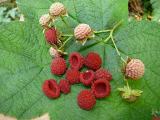 thimbleberry thimbleberries wild parviflorus rubus rare fruit berries harvests delicate alaskan seeds july edible 1142 eaten ready