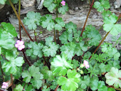 Shining Cransbill