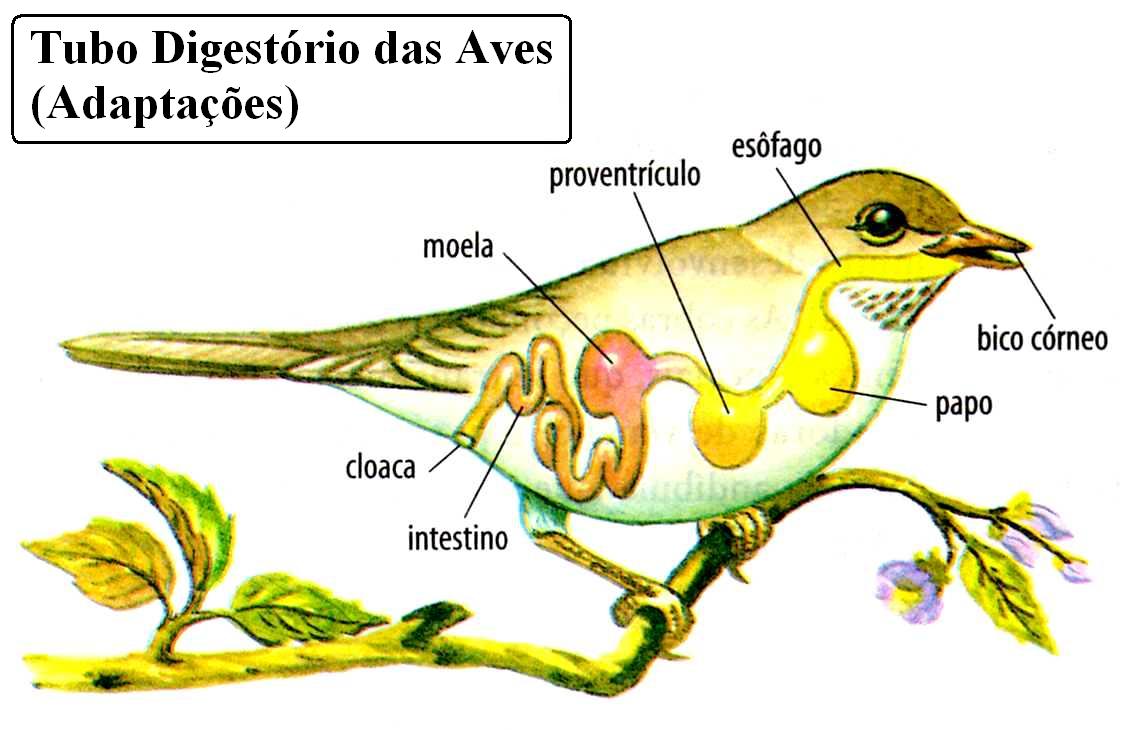 SISTEMA DIGESTIVO DE UN AVE Imagui SISTEMA DIGESTIVO DE UN AVE Imagui