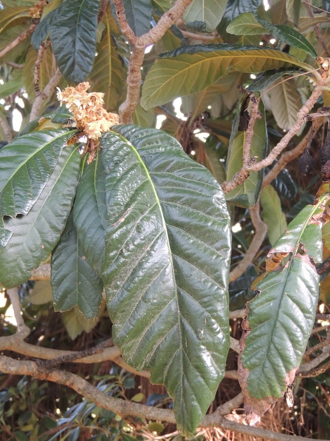 ERIOBOTRYA JAPONICA