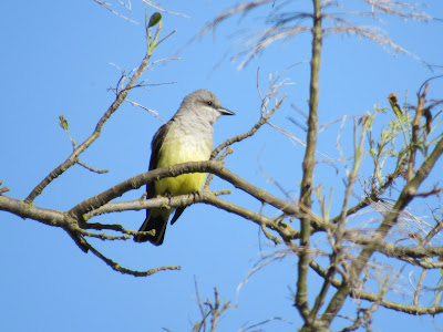 Sacramento National Wildlife Refuge