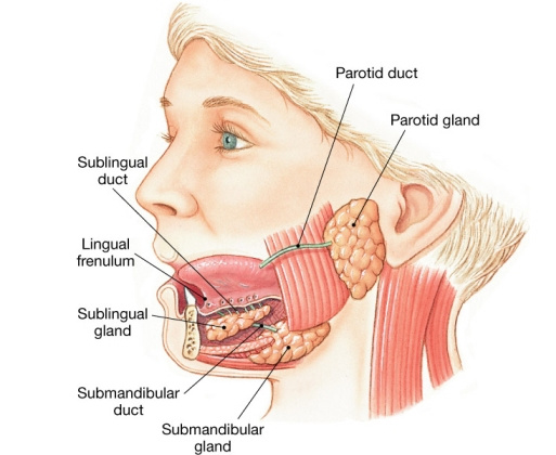 Sistem pencernaan, Mulut, Kerongkongan, dan Lambung