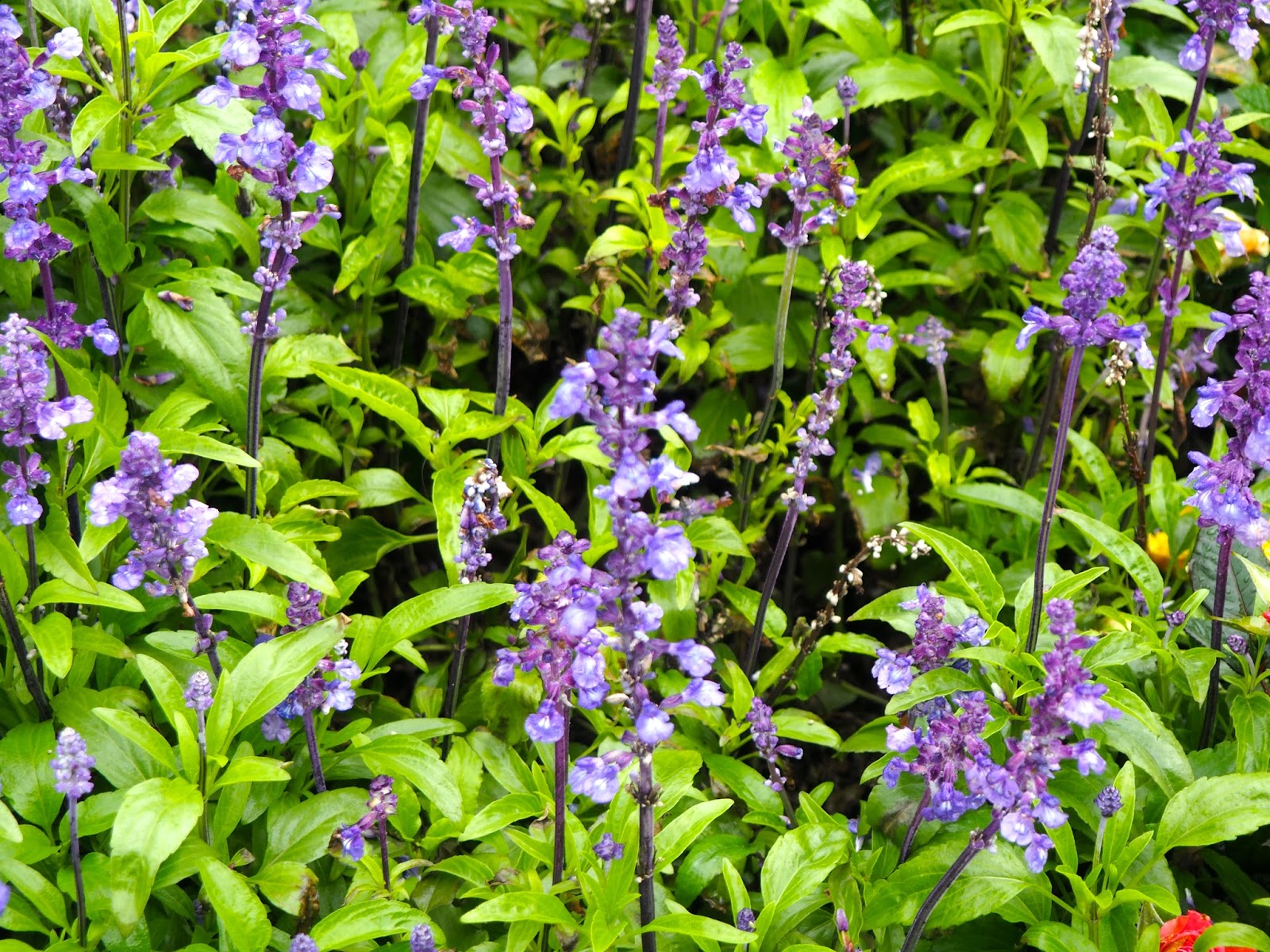 Ryukyu Life Flower Photos And Facts Misty Plume