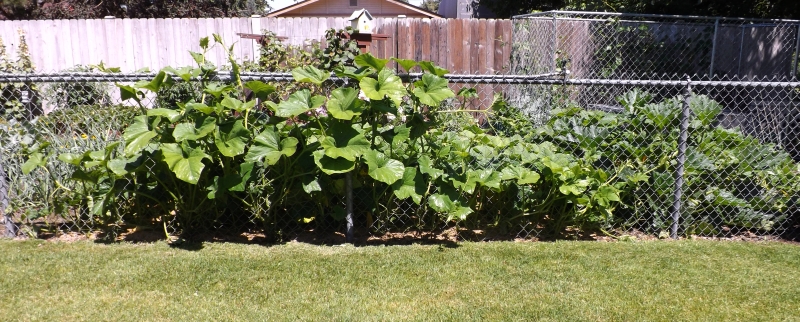Annie's Kitchen Garden: July 9, 2013 - The Summer Garden