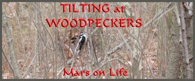 TILTING at WOODPECKERS