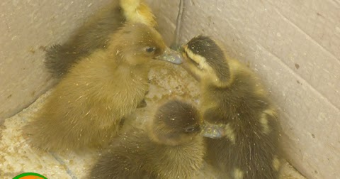 Cara Menetaskan Telur Bebek Dengan Induk Ayam Kampung