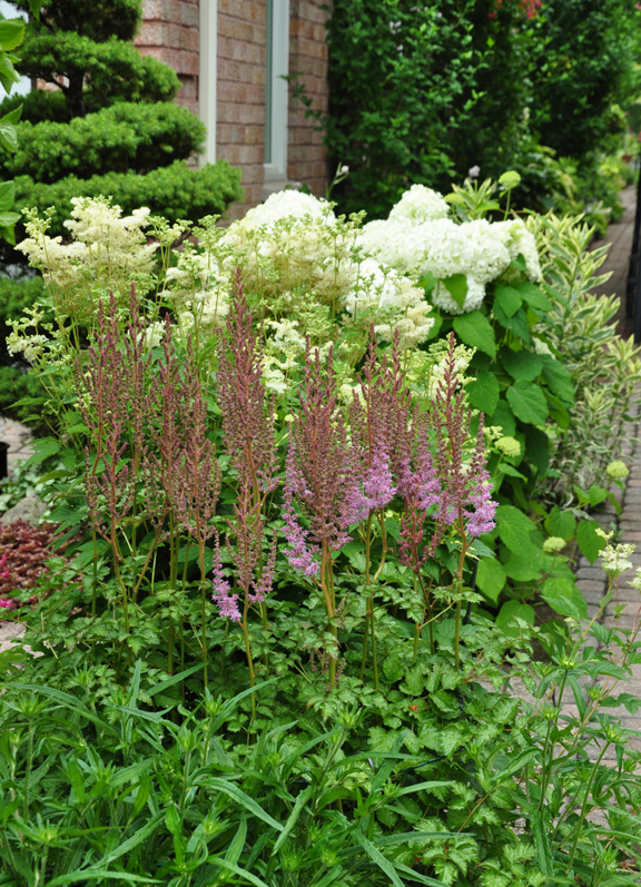 Three Dogs In A Garden Hydrangeas Care Basics Old New Varieties