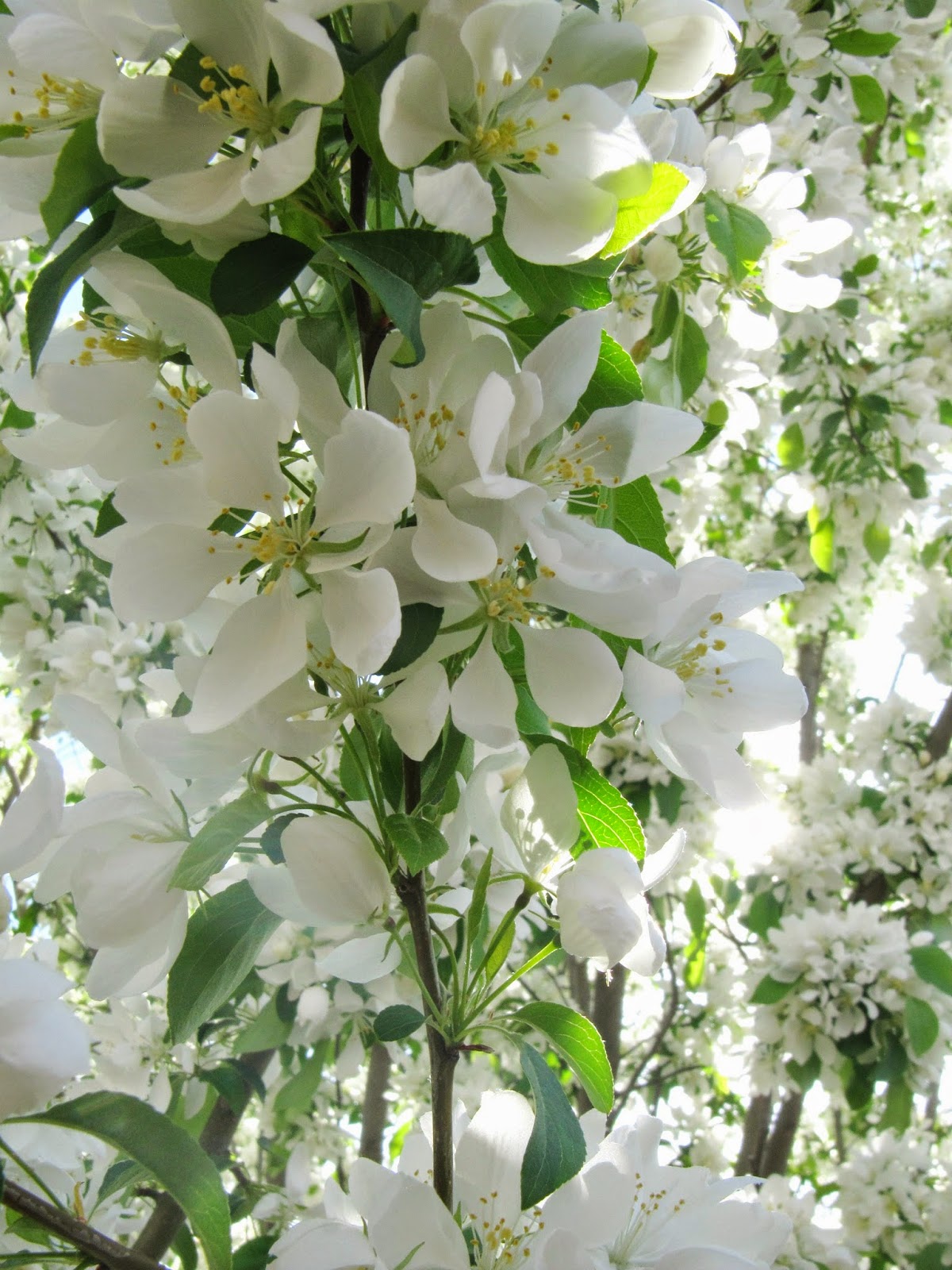 White Blossoms and Wicker