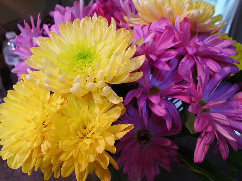 Shop at Aldi and Save Money! Fresh Flowers