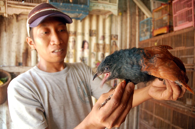 19+ Gambar burung dudut terbaru