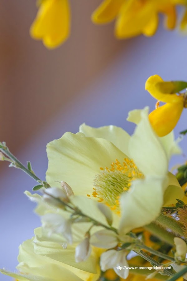 Flores del Pinar de Hoyocasero, monterones. MacroDelDía http://www.maraengredos.com/