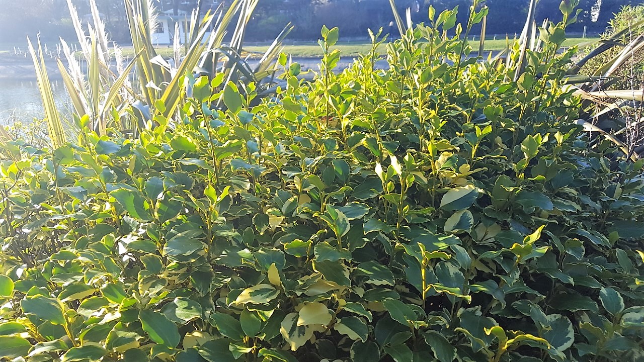 HOW TO GROW GRISELINIA LITTORALIS 'Variegata' The Garden of Eaden