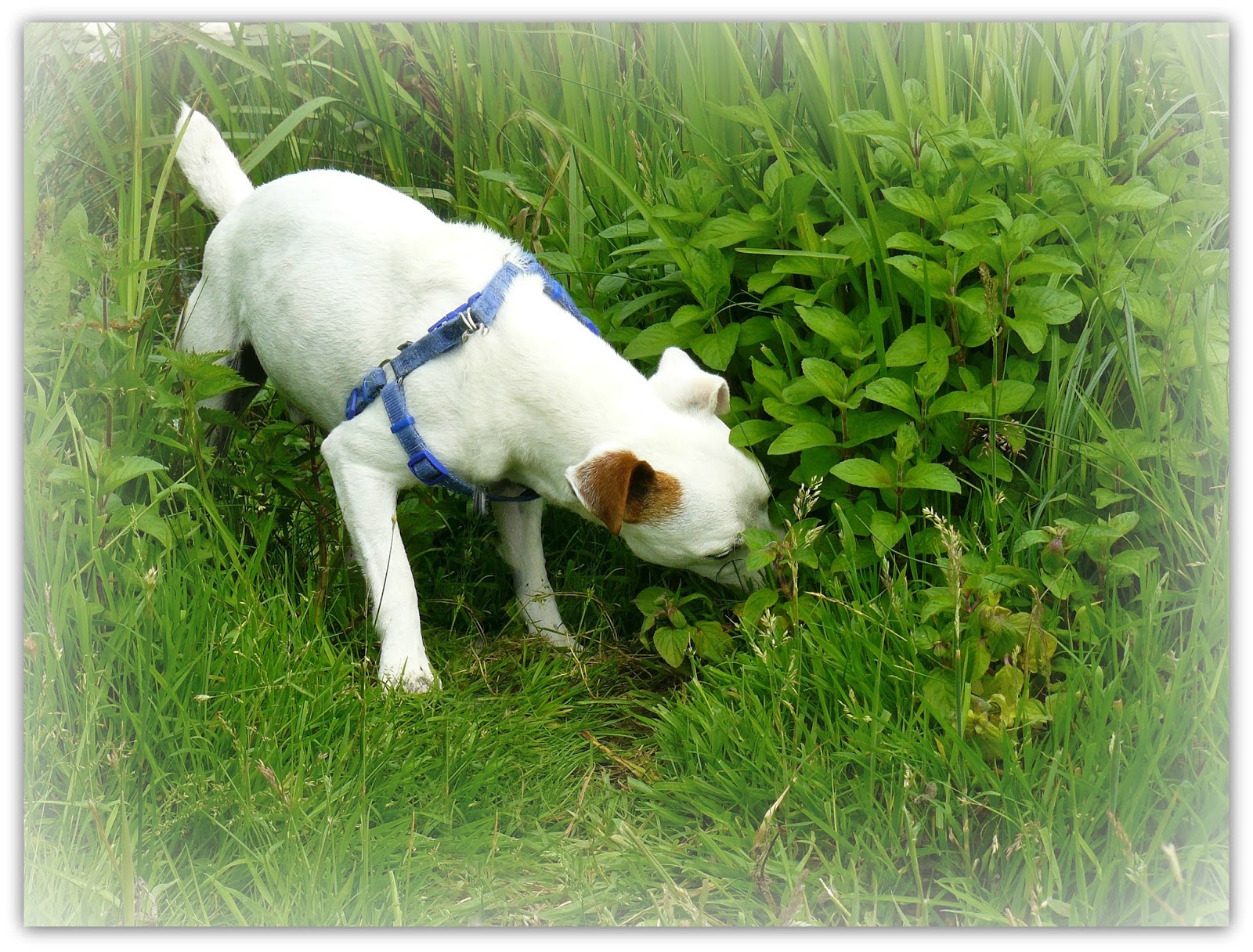 Should I Walk My Dog If It Stresses Him Should I Walk My Dog If It Stresses Him
