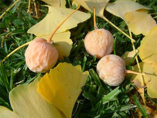 Ginkgo Biloba - Το βότανο της μνήμης