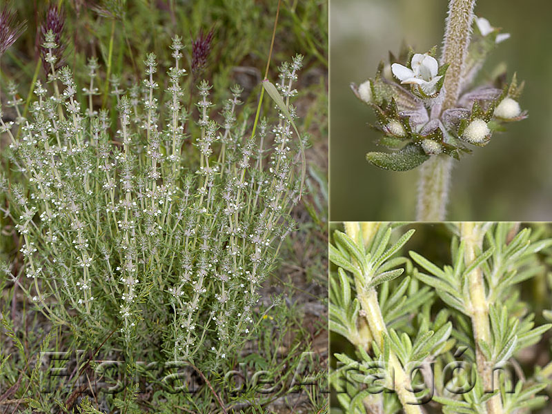 Flora de Aragón Thymus zygis subsp. gracilis