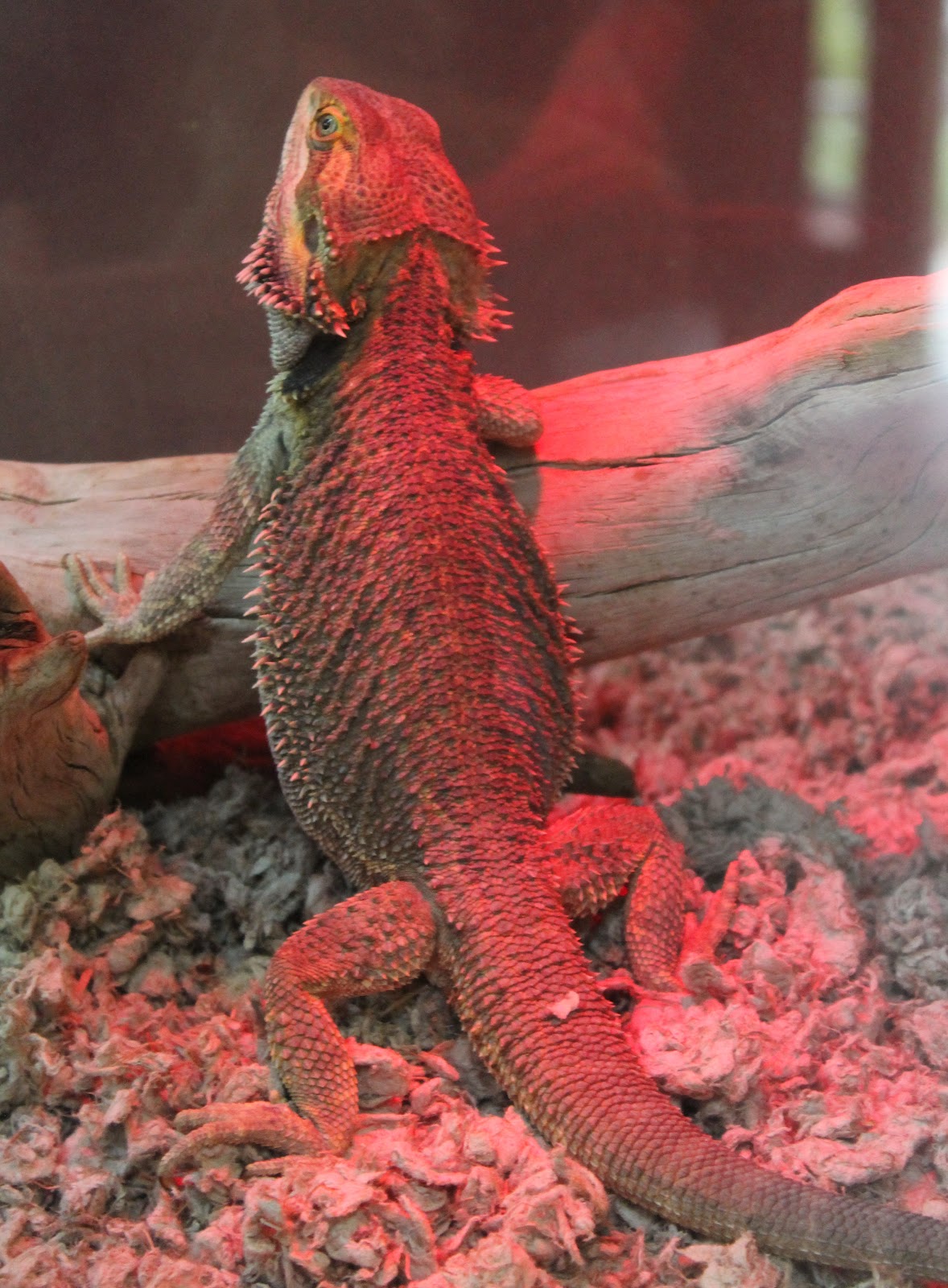 Hoorahoopti Away Scovill ZooDecatur, IL