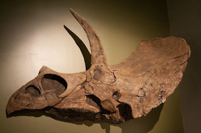 Eotriceratops skull