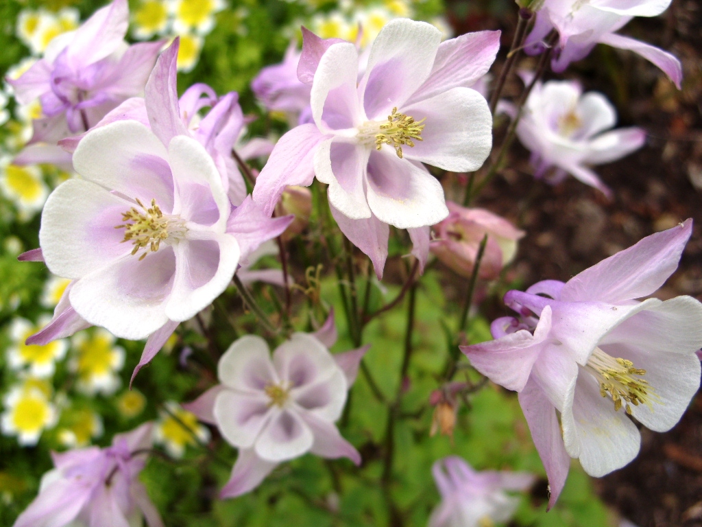 Kelli's Northern Ireland Garden May Flowers