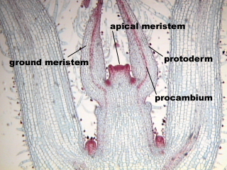 Jaringan akar yang berkembang dari protoderma adalah