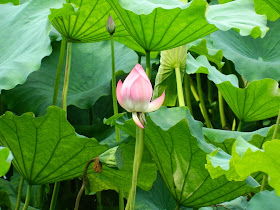 Flower Harbor Park West Lake Hangzhou lotus bud by garden muses-a Toronto gardening blog