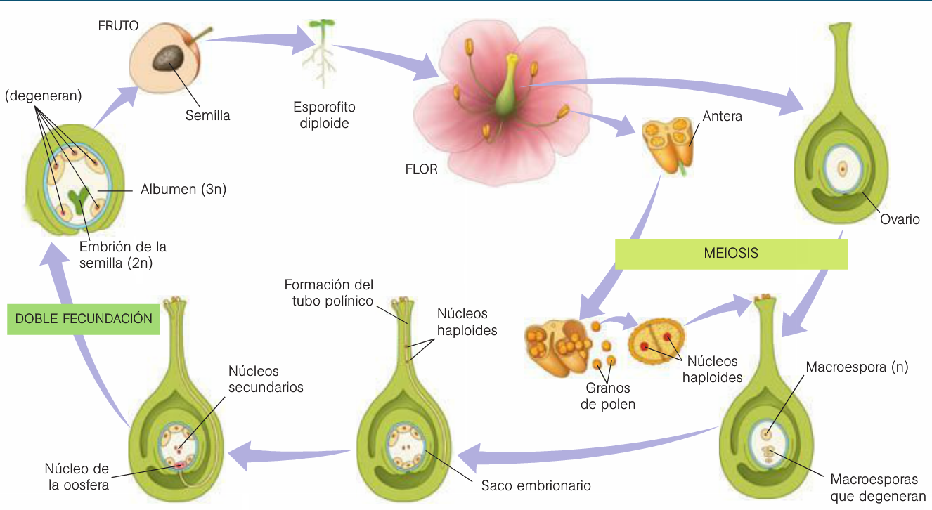 Plantas que se reproducen por esporas