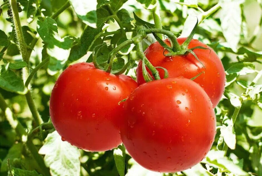 Los beneficios de la Poda en el Tomate