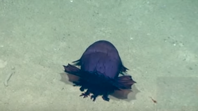 Headless Chicken lookalike sea creature is actually a sea Cucumber.