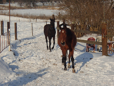 konie, kucyki, jazda konna, pensjonat dla koni, konie w zimie, konie i duży mróz