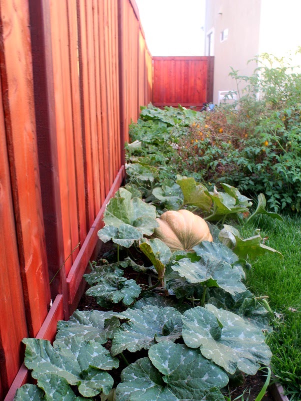 large pumpkin in garden