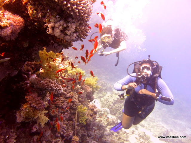 Red Sea Egypt | Diving Sharm El Sheikh